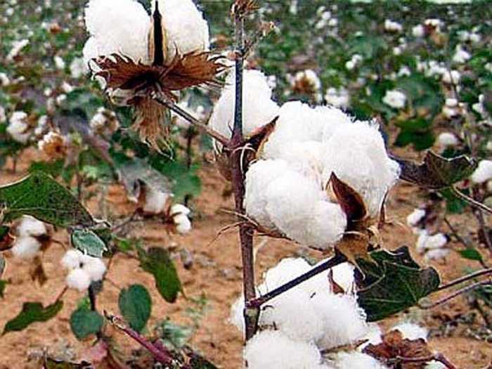 Bt cotton 1