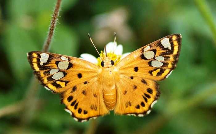 Photo 1 Dakhan Tricolor Pide Flate Butterfly 1 1