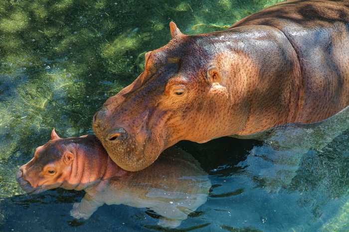 Al Ain Zoo 2