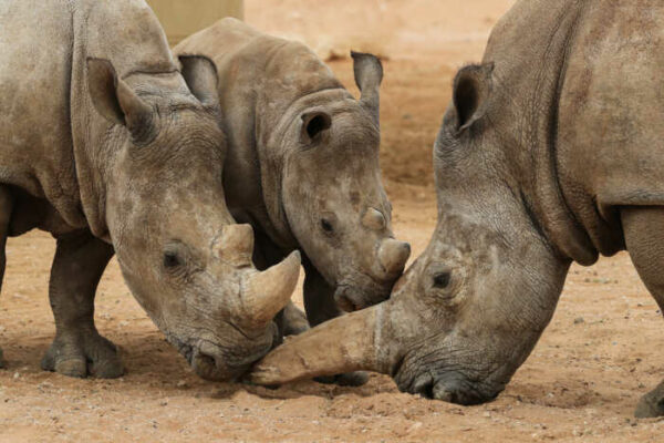 Al Ain Zoo RhinoConservation | Udaipur Kiran