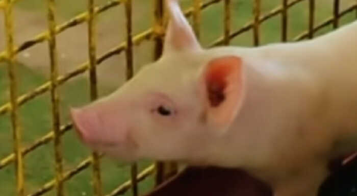 asf alert sounds in tripura after death of pigs in govt run farm