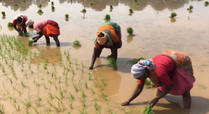 pac asks govt to categorise higher agricultural income for better scrutiny