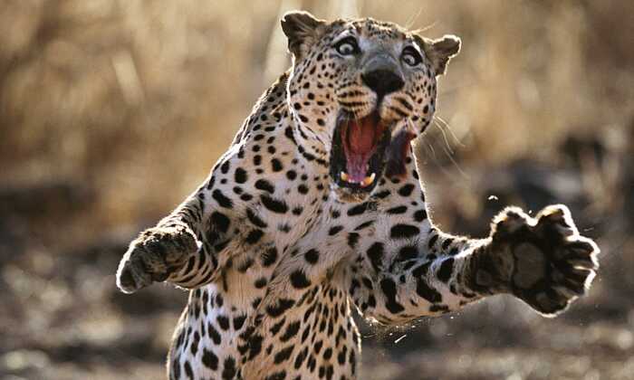Leopards terrifying