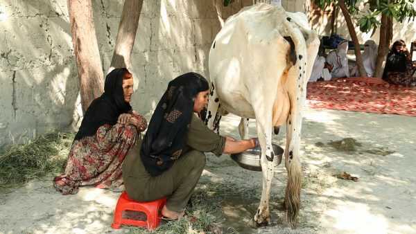 Rajasthan women dairy farmer