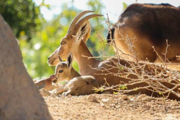 Arabian tahr الطهر العربي Arabian tahr الطهر العربي