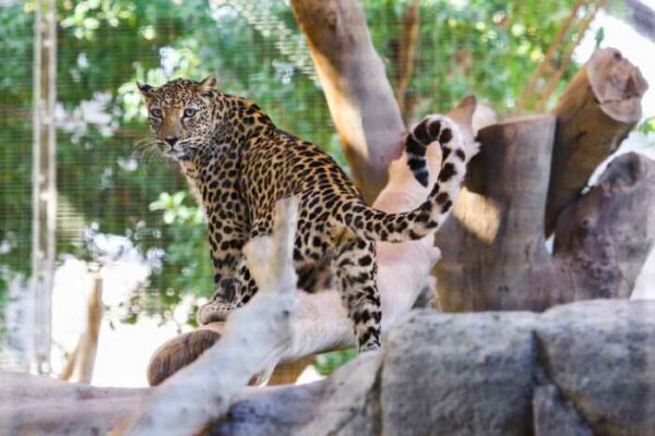 العربي Arabian Leopard العربي Arabian Leopard