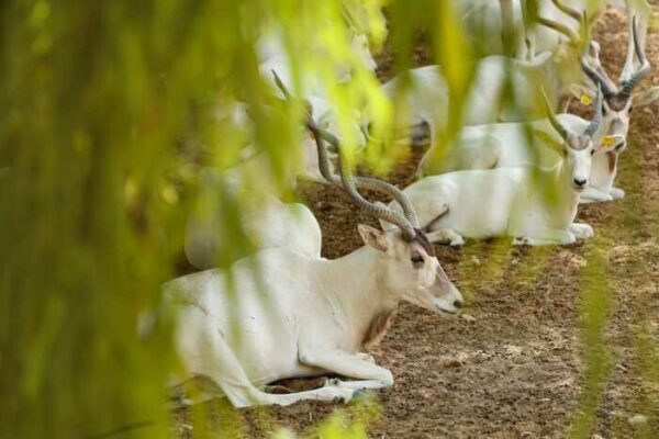 أبوعدس Addax أبوعدس Addax