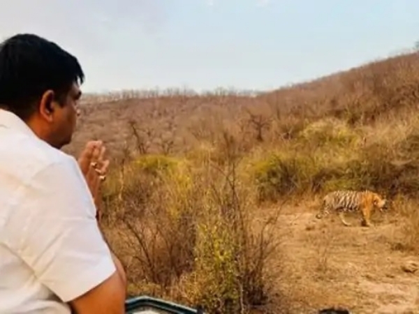 Tiger ST-15 Bathes and Relaxes in Pond for Fifteen Minutes pen_spark - Vimarsana News