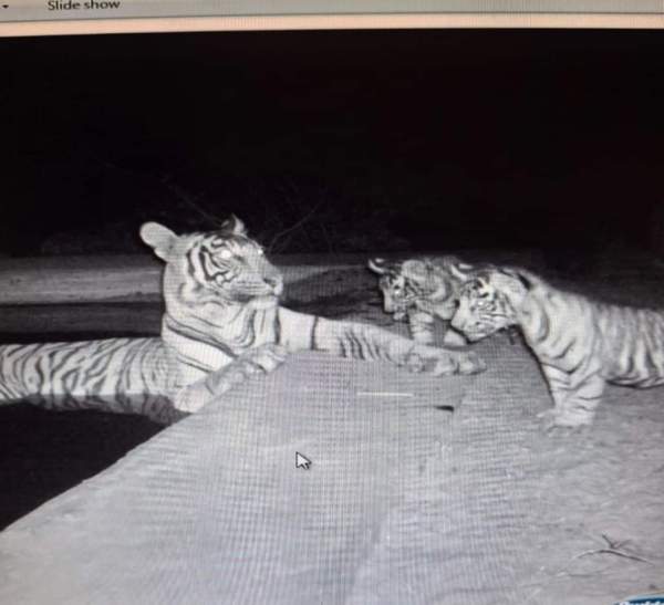 Good news from Sariska