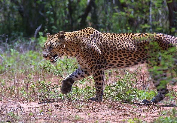 Jaisamand Wildlife Sanctuary