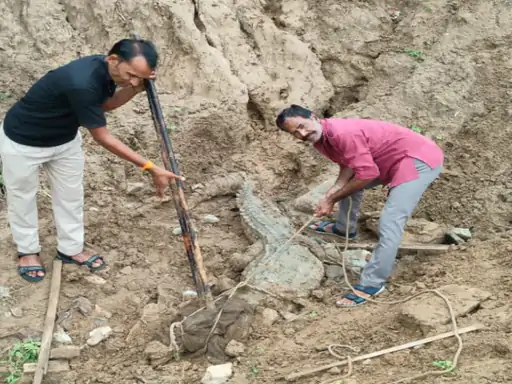 10-Foot Crocodile Rescued in Kota