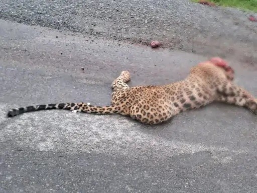 Leopard accident