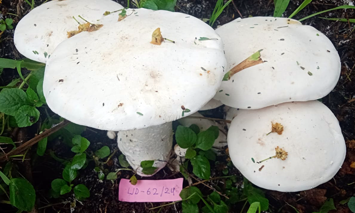 Wild Edible Mushroom