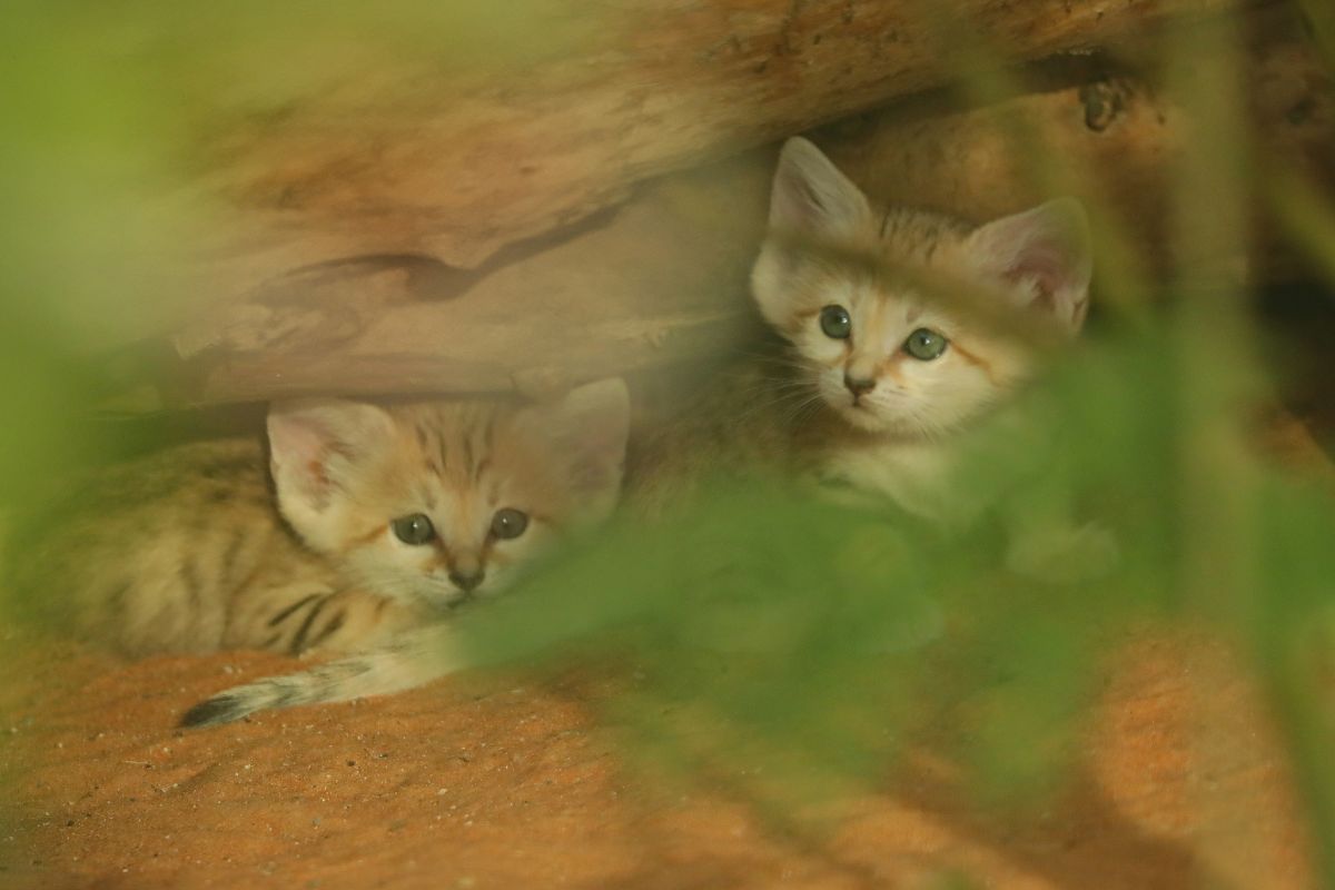 Al Ain Zoo