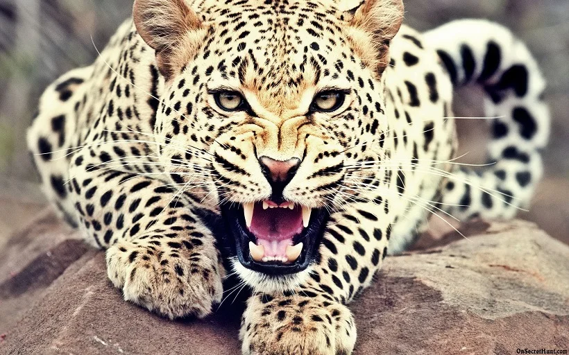 Leopard Attack