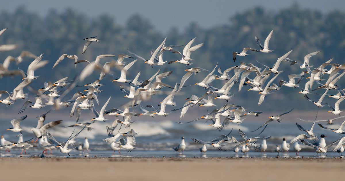 Jaipur Bird Festival 2025