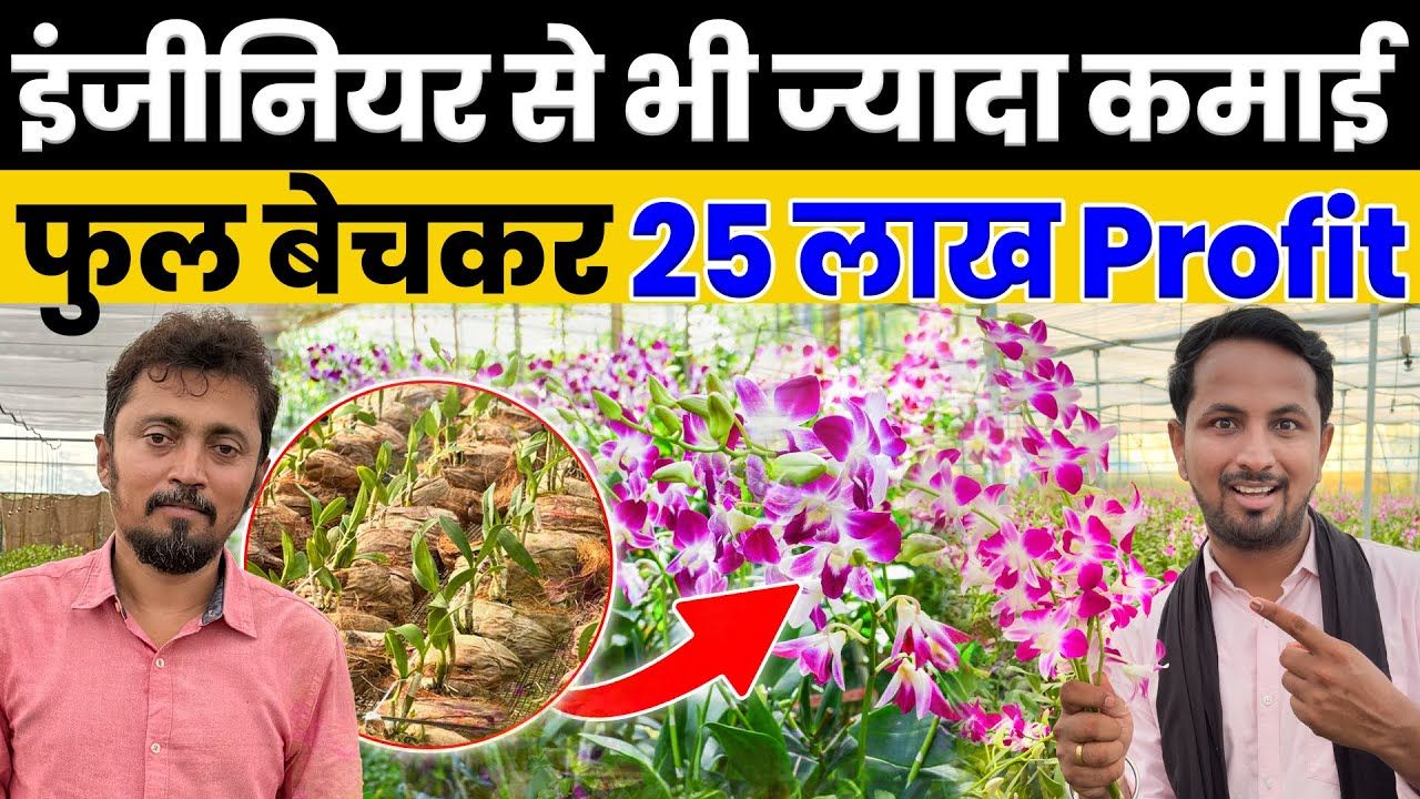 ऑर्किड की खेती