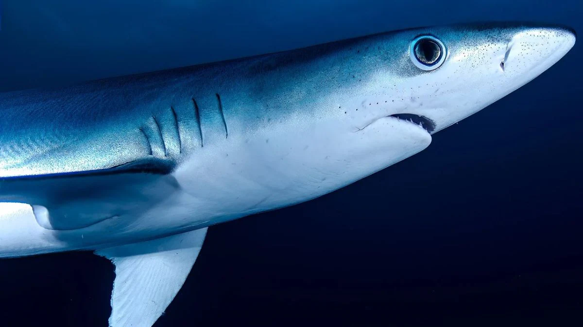 Blacktip reef sharks French Polynesia