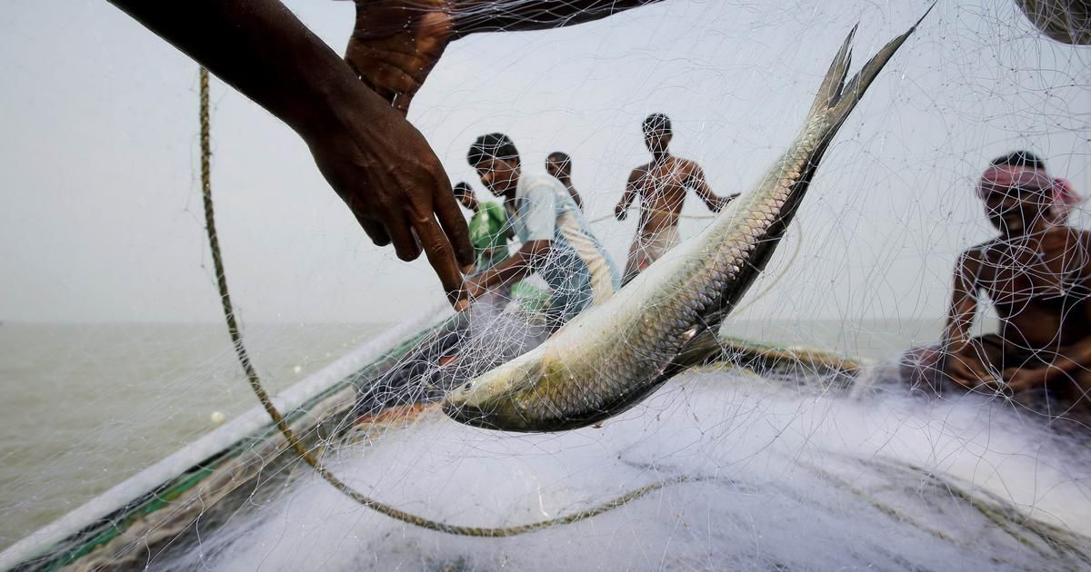 Hilsa Fishing