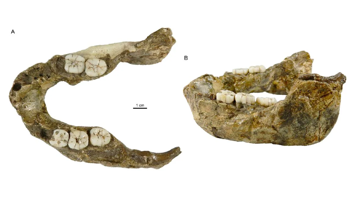Paranthropus capensis discovery