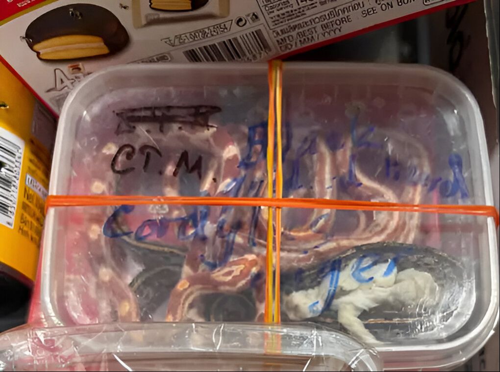 Smuggling Exotic Snakes