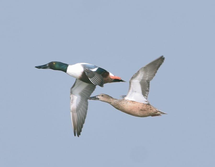 Jaipur Bird Festival 2025
