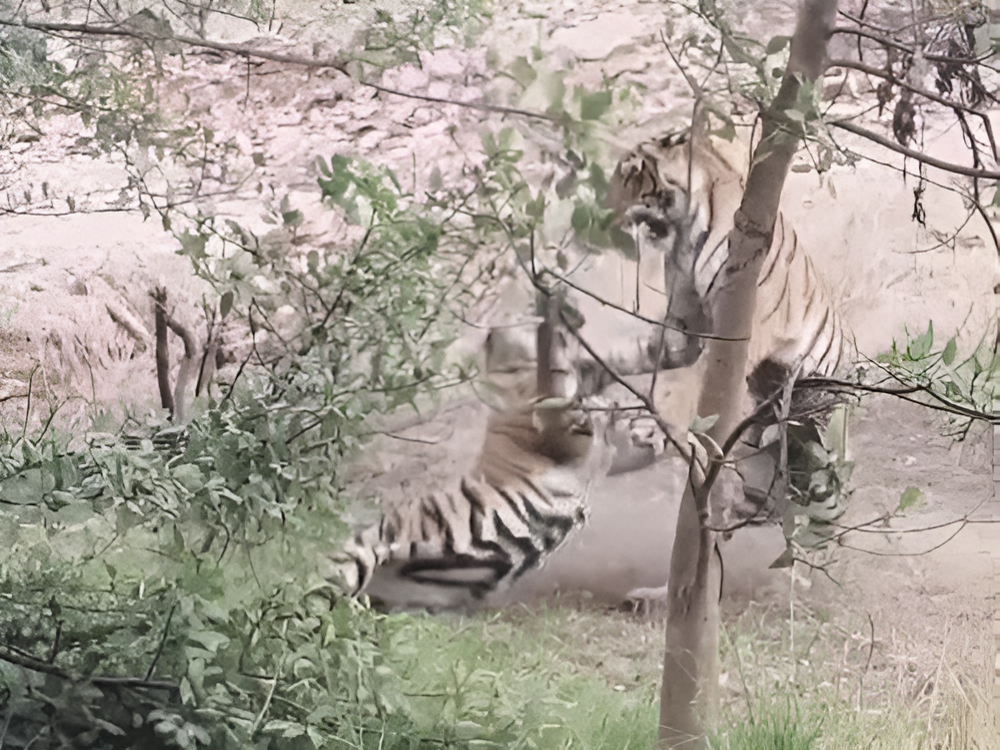 Tiger Turf War