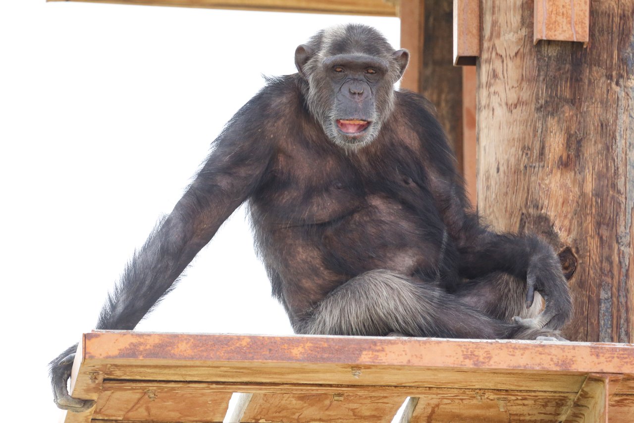 Al Ain Zoo