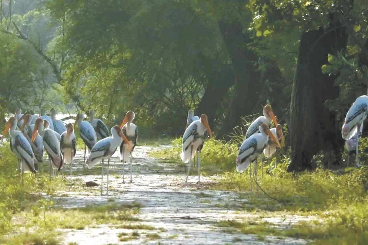 Keoladeo National Park