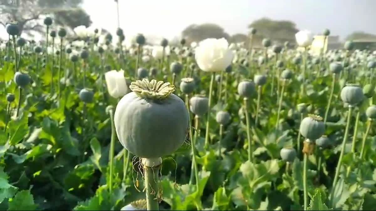 New Opium Policy