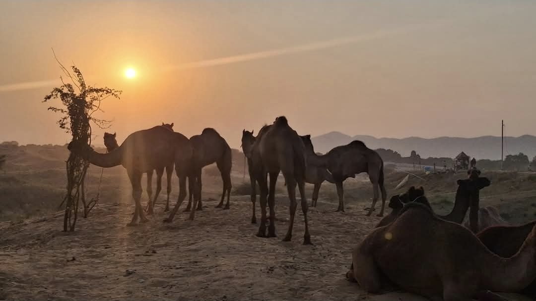 Camel Fair