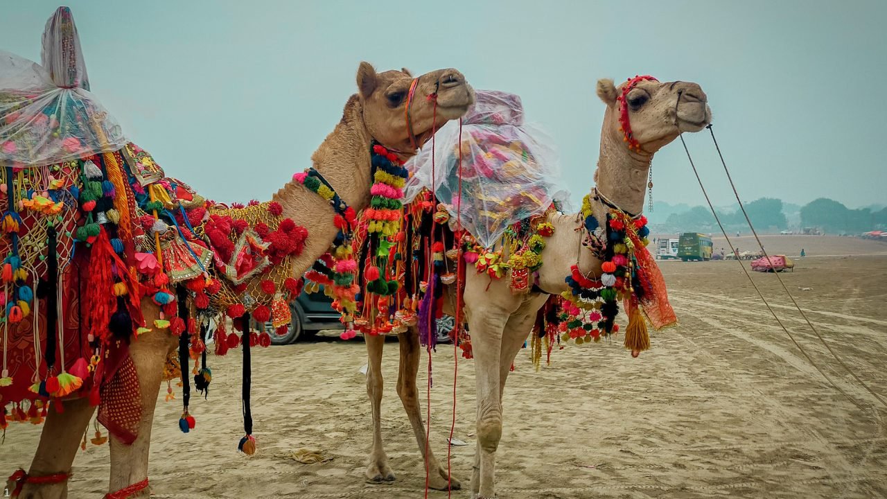 Pushkar Fair 2025