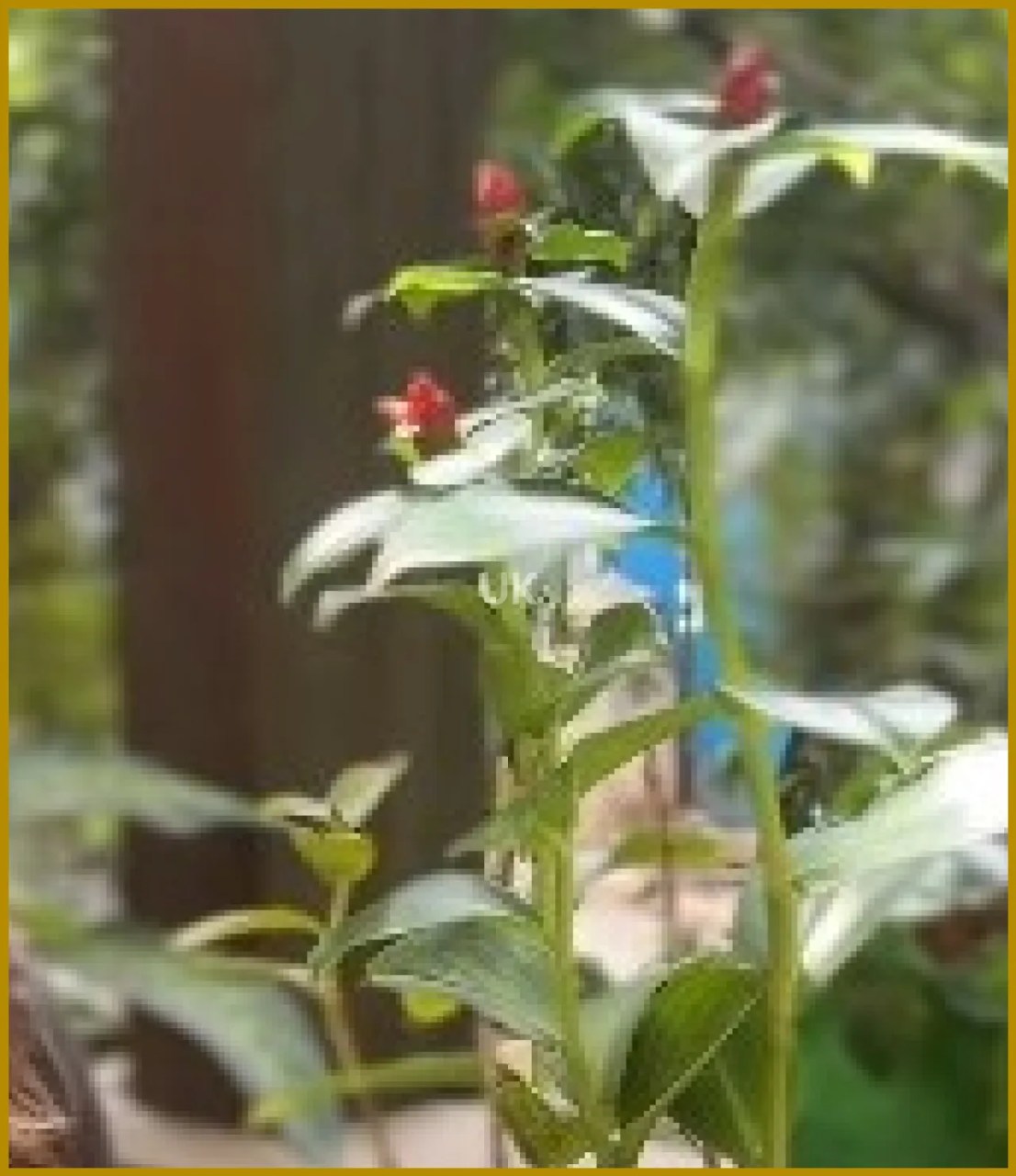 Insulin Plant: A Natural Aid for Diabetes Management