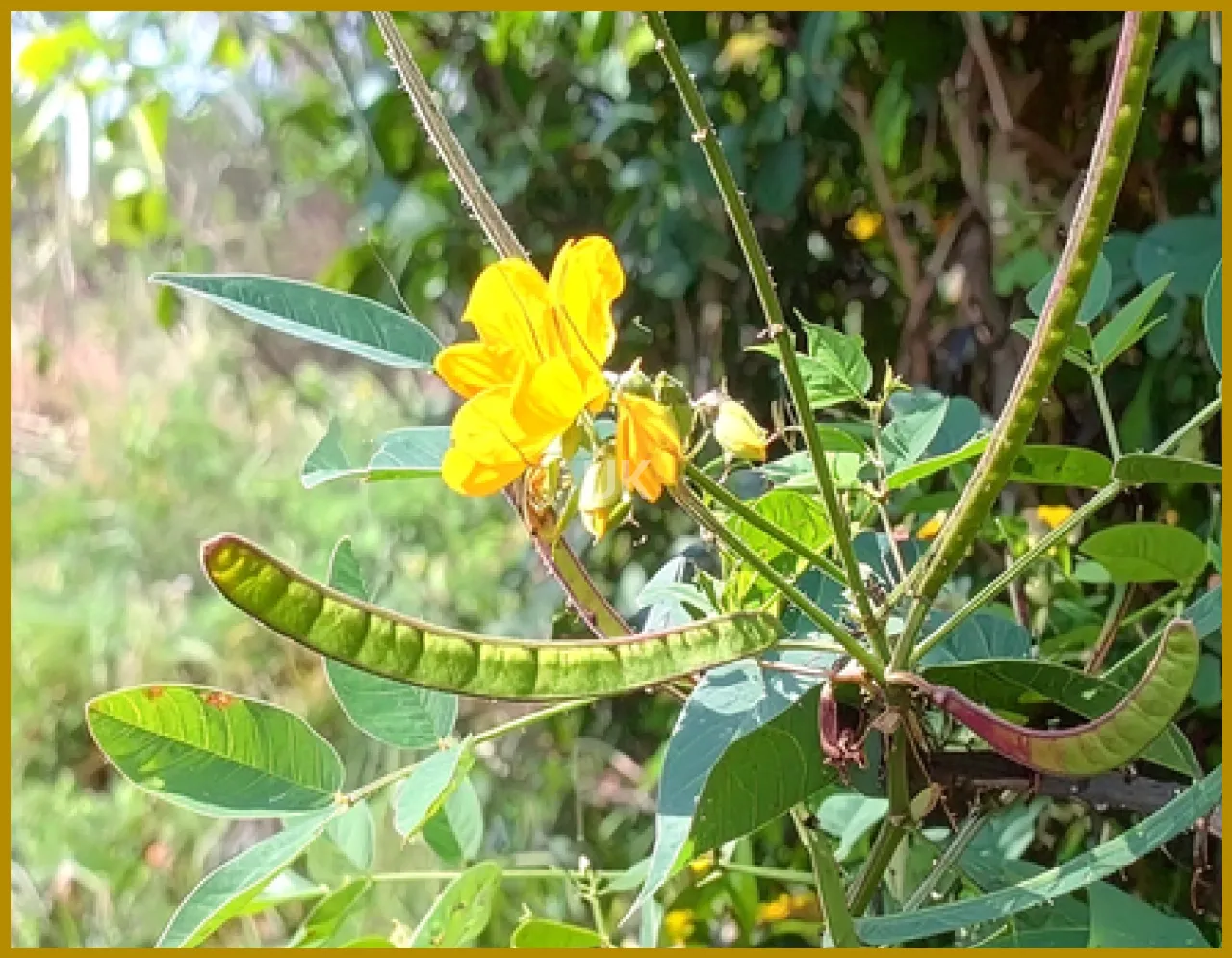 Natural Relief for Cough and Cold with Kasamard Plant