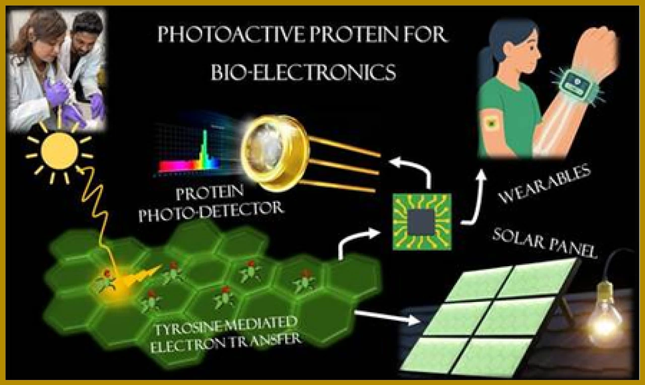 Scientists Discover Natural Protein with Semiconductor Properties