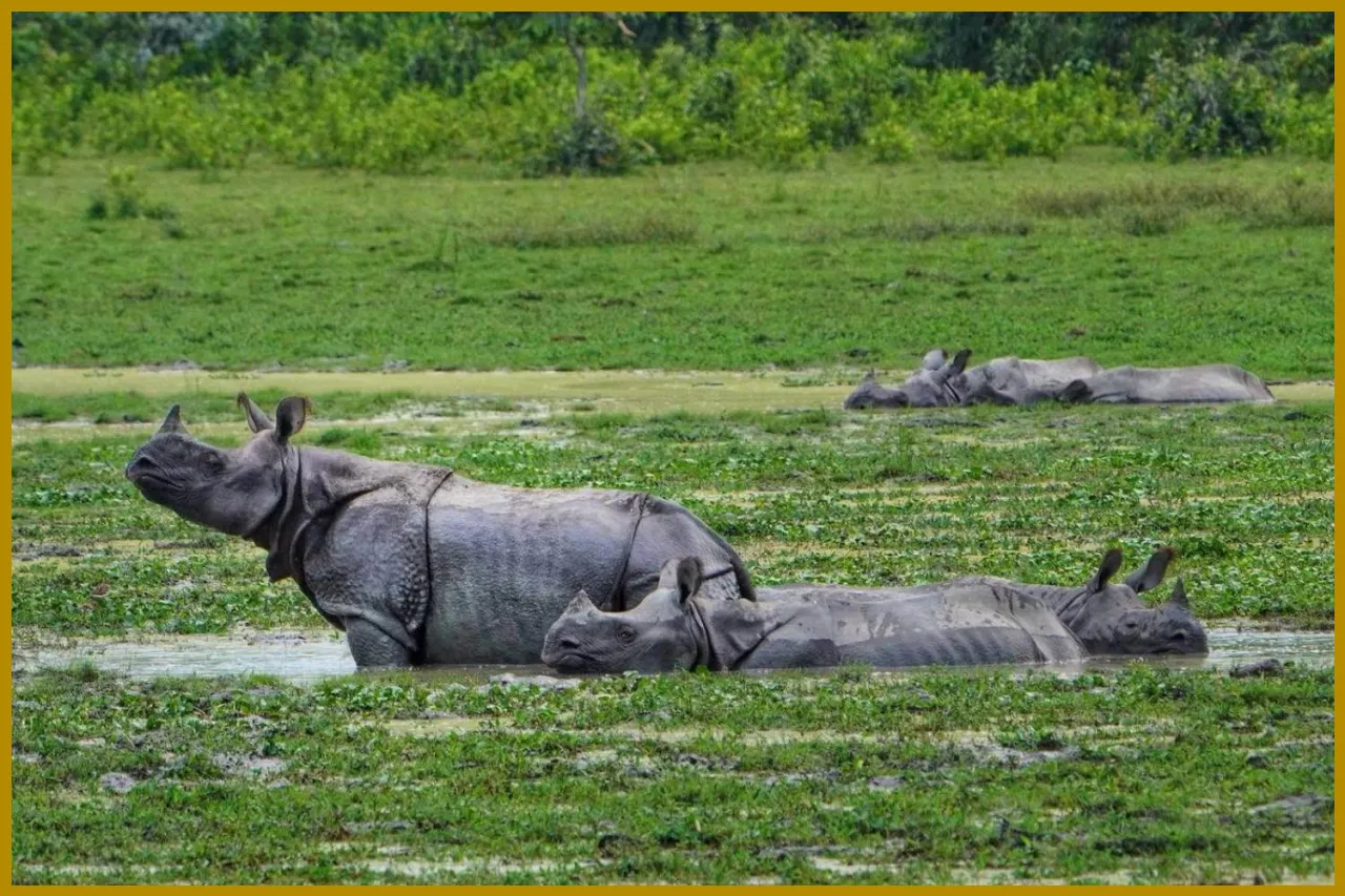 Rhino Conservation