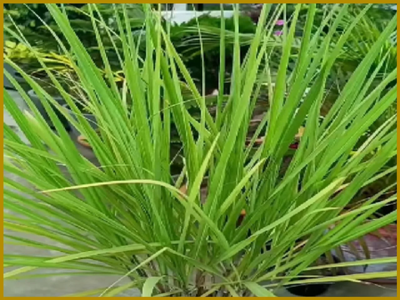 The Benefits of Lemongrass: A Natural Remedy for Health