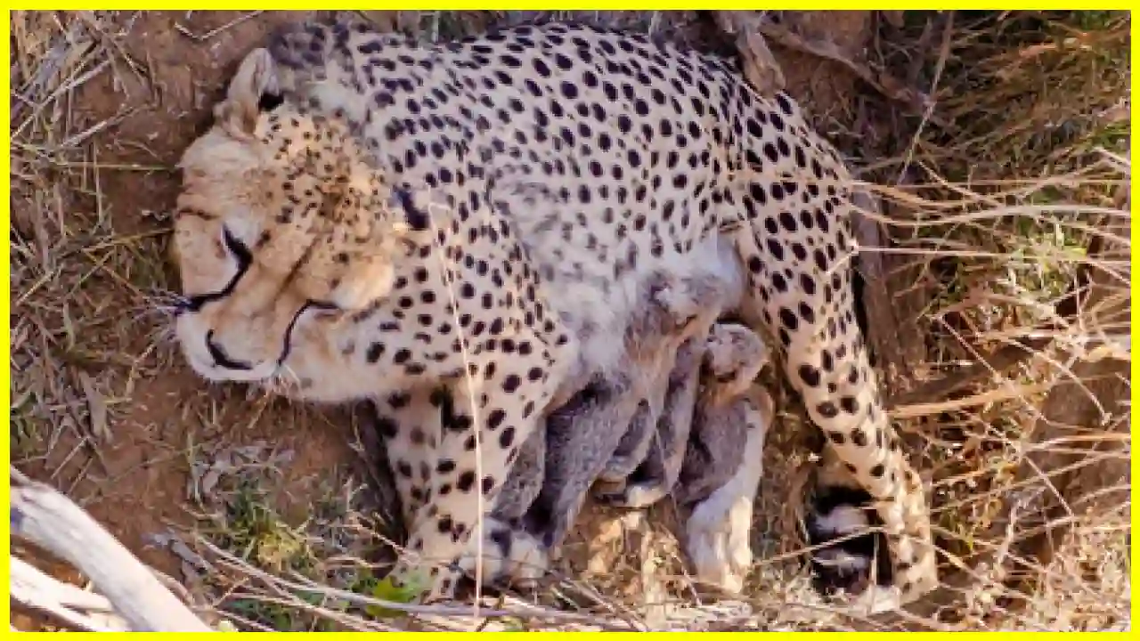 Cheetah Jwala Gives Birth to Five Cubs in Kuno National Park