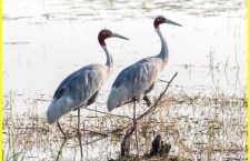 Biodiversity Initiatives