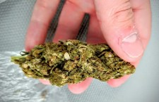 Ganja