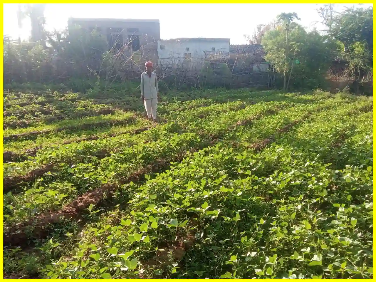 Moong Crop