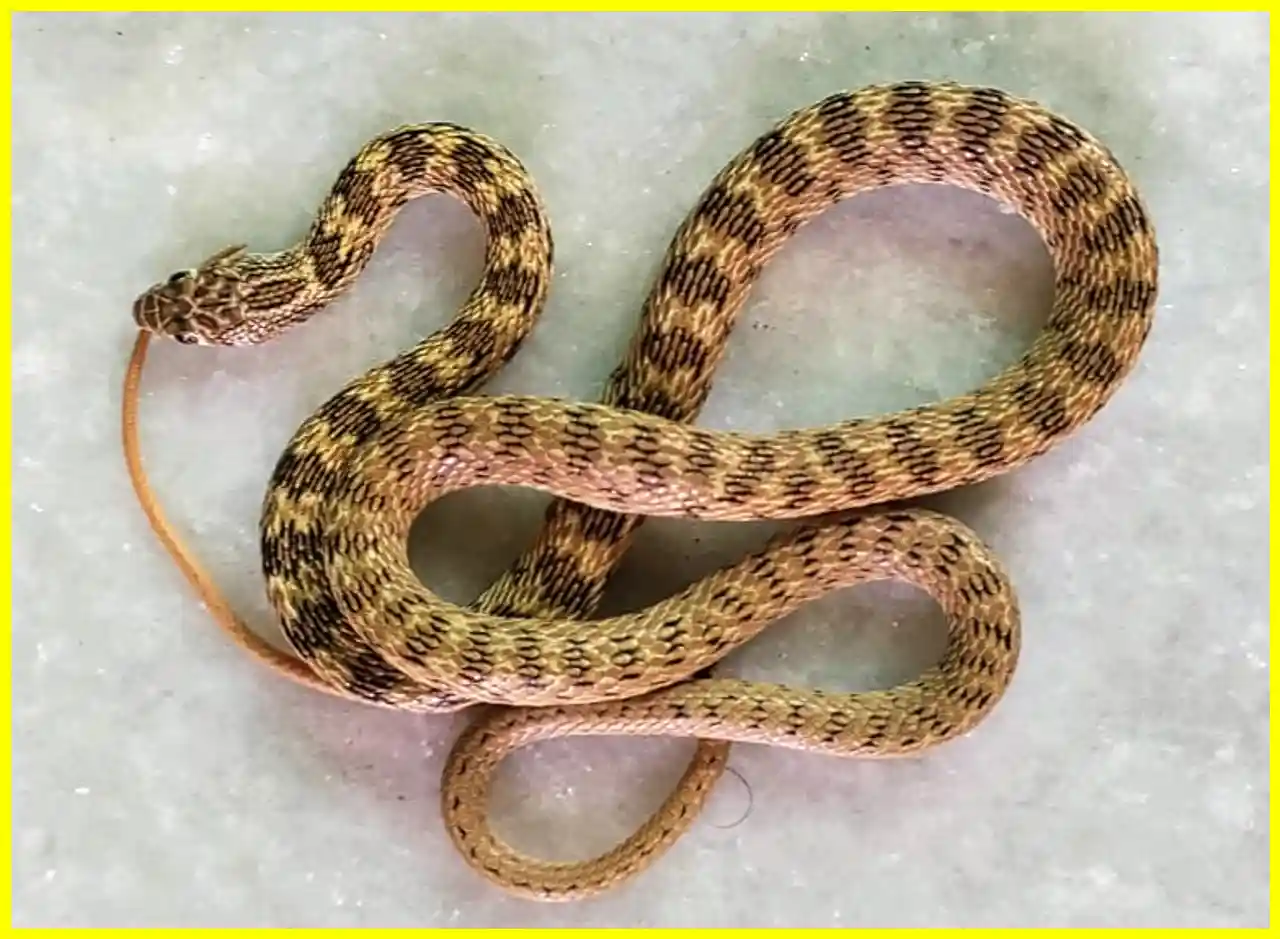 Snake Rescued