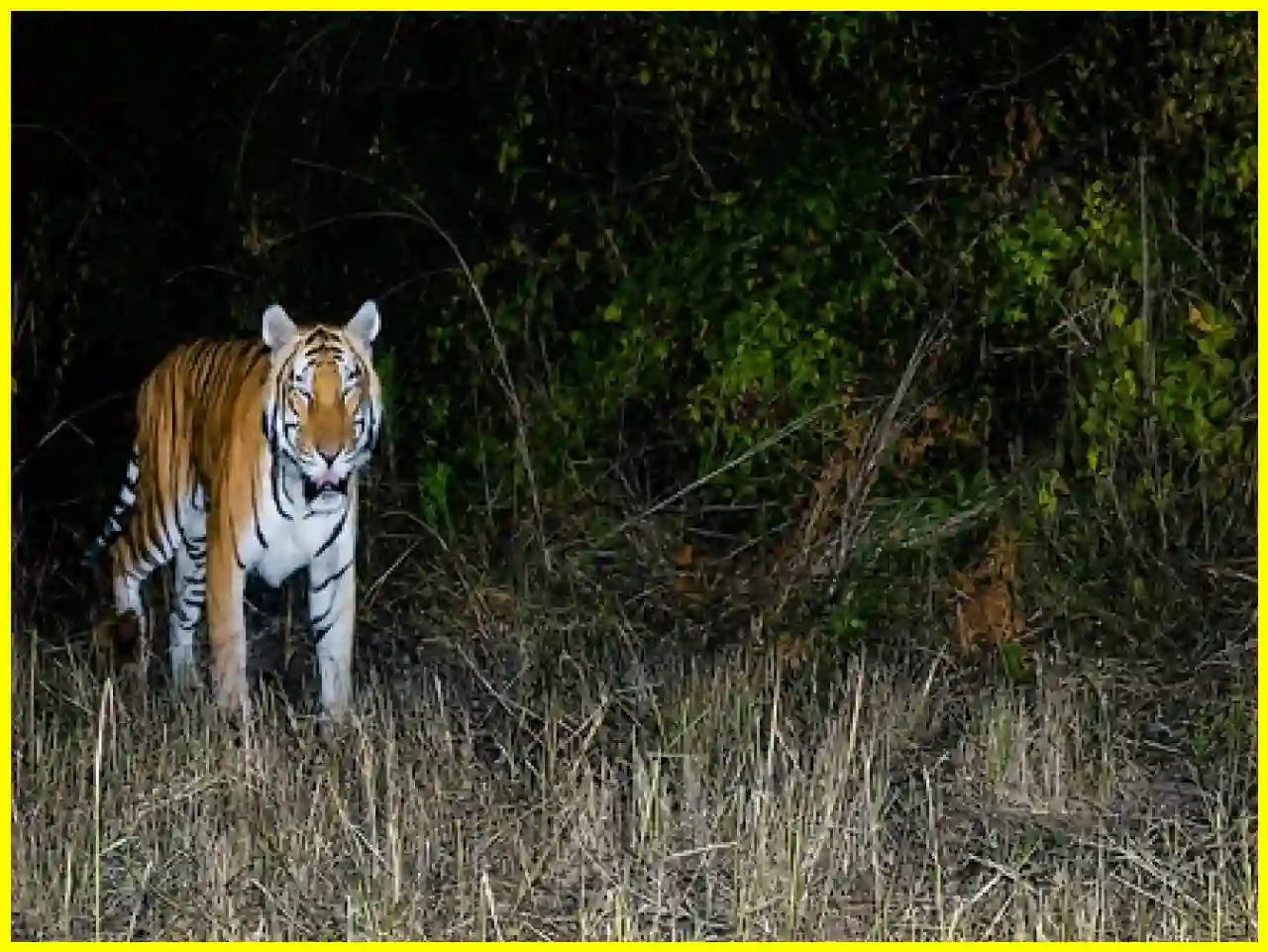 Royal Bengal Tiger Spotted in Arunachal After Two Decades