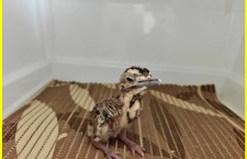 Great Indian Bustard Conservation Project Sees Success with Birth of Three Chicks