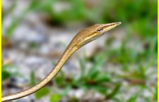 Laudankia Vine Snake