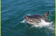 CMFRI Launches Shark Aware App for Marine Conservation