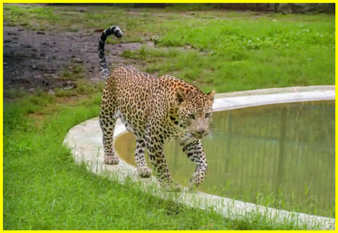 Leopard Attacks Three in Rajasthan Liquor Store