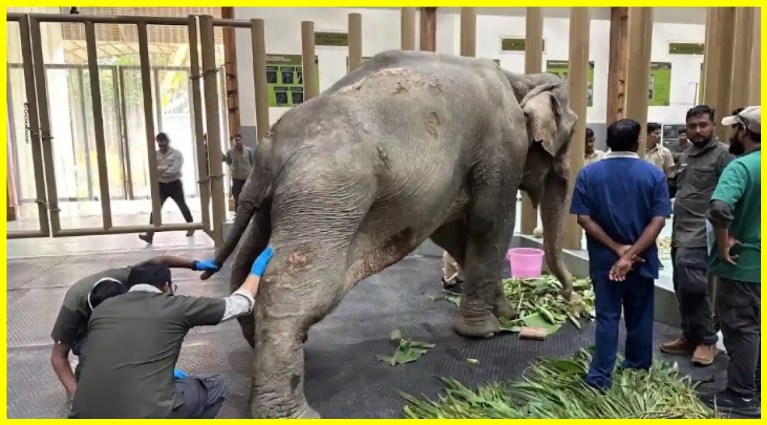 Elephant Joymoti