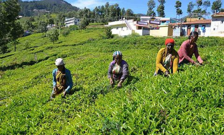Rain Shortage Hits Tea Production in Nilgiris, Tamil Nadu
