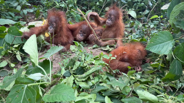 Five Orangutans Rescued in Odisha, Suspected Wildlife Trafficking